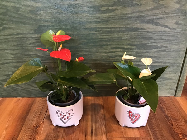 anthurium ceramic Anthurium in ceramic pot – Wild Blooms