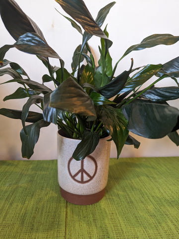 'PEACE' Lily