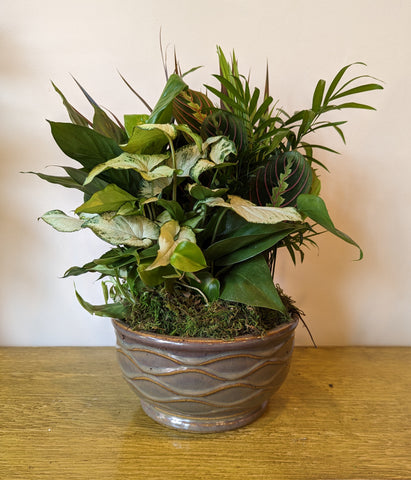 snake plant 8 inch pot Snake Plant (8 inch) – Wild Blooms