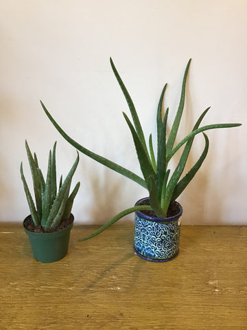 Aloe Plant (4inch)