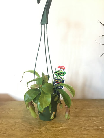 Pitcher Plant