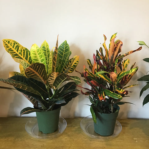 Crotons