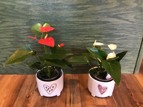 Anthurium in ceramic pot