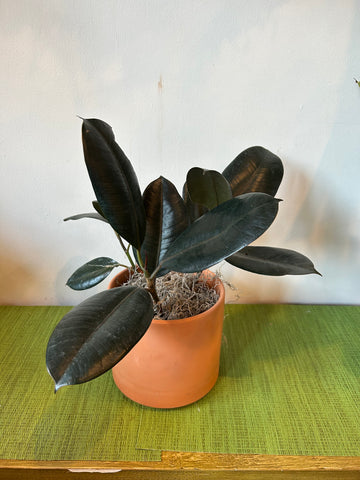 Burgundy Ficus (6inch)