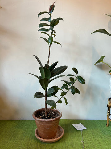 Rubber Tree Plant