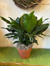 Peace Lily (6inch)