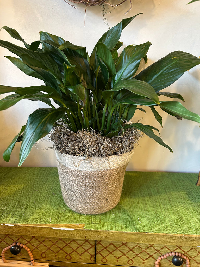 6 inch peace lily Peace Lily (6inch) – Wild Blooms