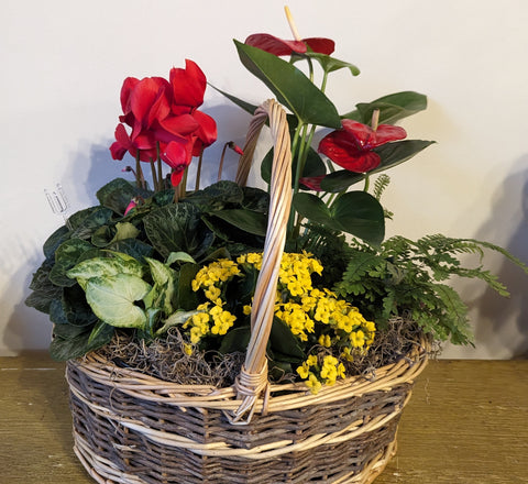 European Plant Basket