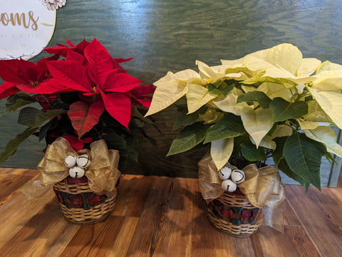 Decorated Poinsettia