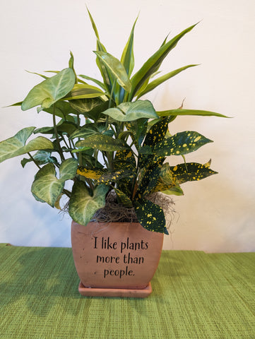 Sarcastic House Plant