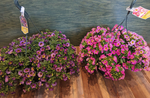 10" Calibrachoa Hanging Basket