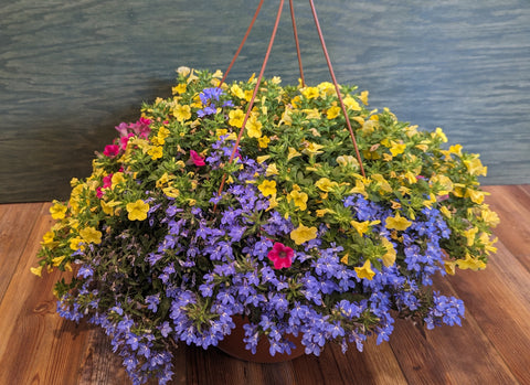 12" Hanging Basket- Lemonade Mix