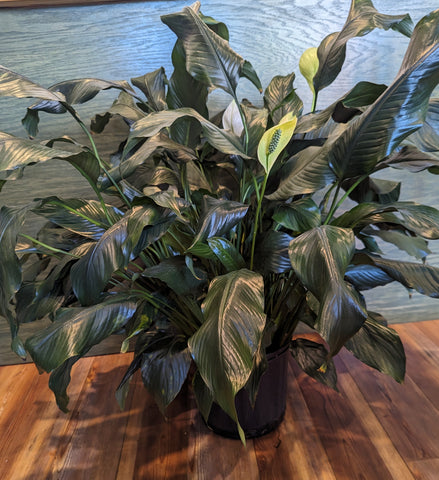 peace lily dobson nc Potted Peace Lily (8 inch) – Wild Blooms