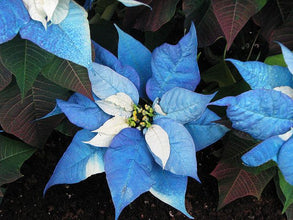 Specialty Poinsettias