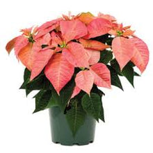 Specialty Poinsettias