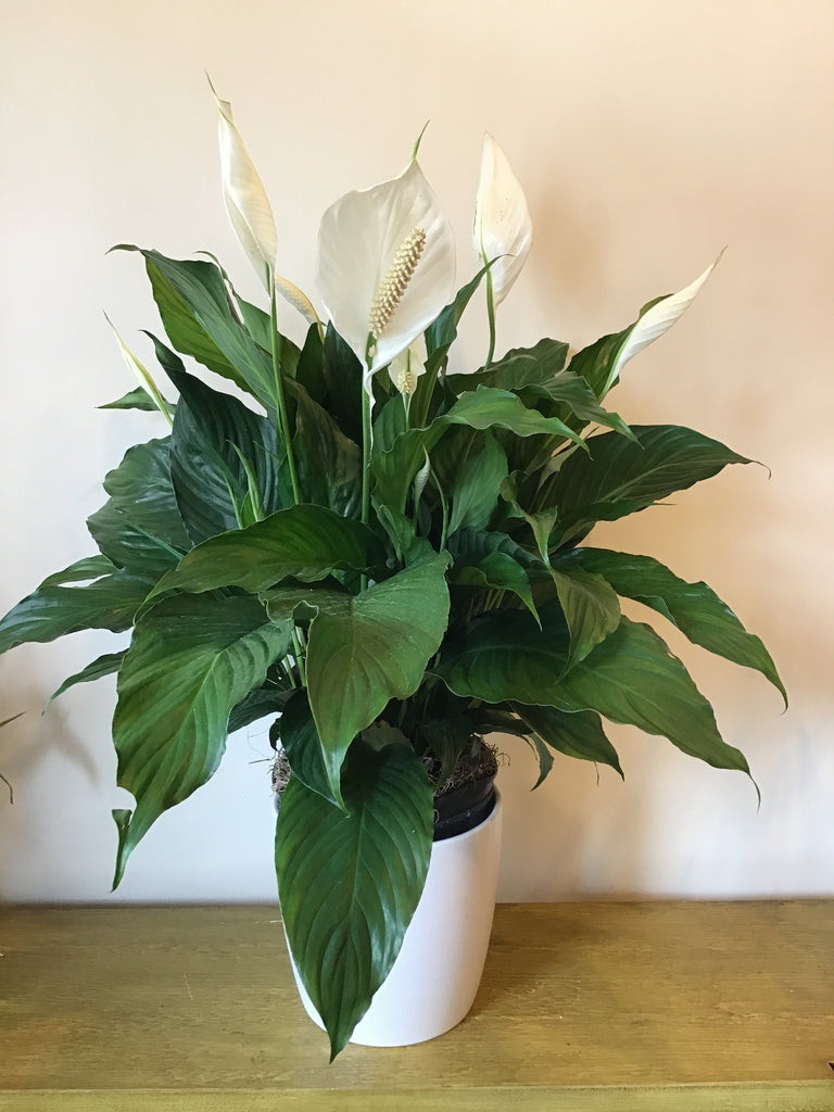 peace lily outside in pot Potted Peace Lily (8 inch)