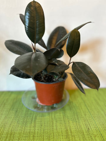 Burgundy Ficus (6inch)