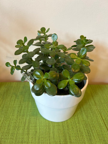 Jade (6inch)