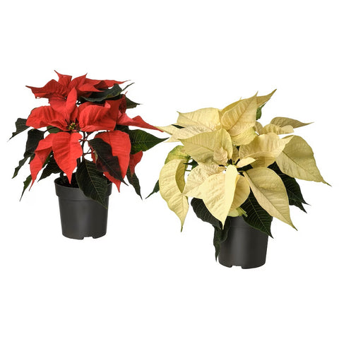 Poinsettia