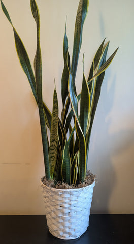 Snake Plant in 10" Basket
