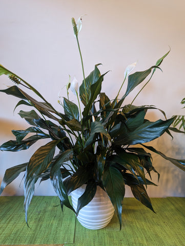 bloom and wild peace lily Peace Lily (6inch) – Wild Blooms