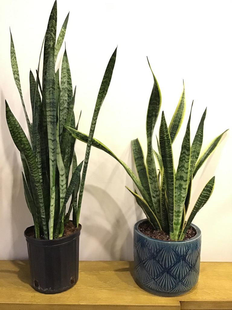 snake plant size of pot Snake Plant (8 inch) – Wild Blooms