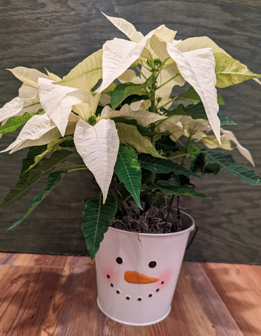 Poinsettia in Snowman Tin