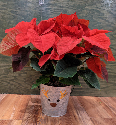 Poinsettia in Reindeer Tin