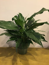 Peace Lily (6inch)
