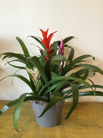 red snake plant Snake Plant (8 inch) – Wild Blooms