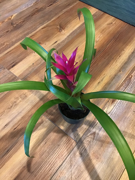 bromeliad snake plant Snake Plant (8 inch) – Wild Blooms